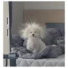 sloten memes and twitter pets 5