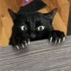 sloten memes and twitter pets 6