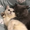 sloten memes and twitter pets 7