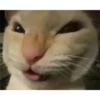 gatitos3 6