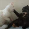 sloten memes and twitter pets 8