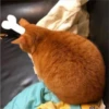 sloten memes and twitter pets 9