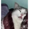 gatitos3 7