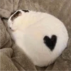 sloten memes and twitter pets 10