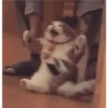 gatitos3 8