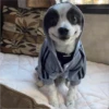 sloten memes and twitter pets 11