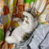 sloten memes and twitter pets 12