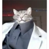 gatitos3 9