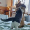 sloten memes and twitter pets 13