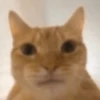 animal emotes 19