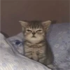 sloten memes and twitter pets 14
