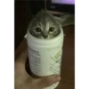 gatitos3 11