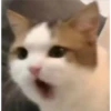 gatitos3 12