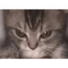 gatitos3 13