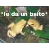 Labiosa 1 16