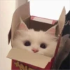 sloten memes and twitter pets 15