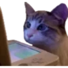 animal emotes 24