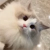 sloten memes and twitter pets 18
