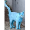 gatitos3 16