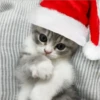 🎄 MiChIS NaViDeÑoS 🐈 18