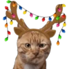 🎄 MiChIS NaViDeÑoS 🐈 20
