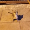 sloten memes and twitter pets 19