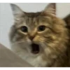 gatitos3 18