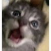 gatitos3 19