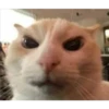 gatitos3 20