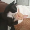 sloten memes and twitter pets 20