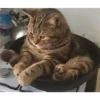 gatitos3 21