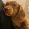 sloten memes and twitter pets 21