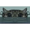 gatitos3 22