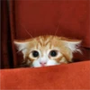 sloten memes and twitter pets 22