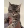 gatitos3 25