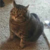 sloten memes and twitter pets 23