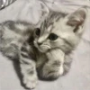 sloten memes and twitter pets 24