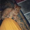 sloten memes and twitter pets 25