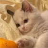sloten memes and twitter pets 26