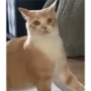 gatitos3 26