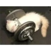 gatitos3 27