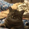 sloten memes and twitter pets 27