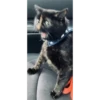 gatitos3 28