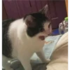 gatitos3 29