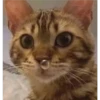 gatitos3 30