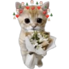 🎄 MiChIS NaViDeÑoS 🐈 30