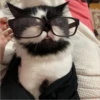 sloten memes and twitter pets 28