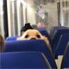 sloten memes and twitter pets 29