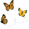 Flowers 5 5