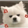 Expresiones perrito blanco 3🤍 5